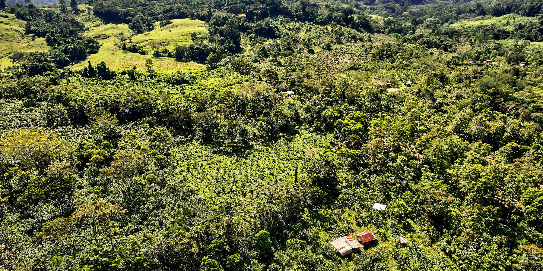Tag 8: Kakao & Wald: Eine mögliche Koexistenz!