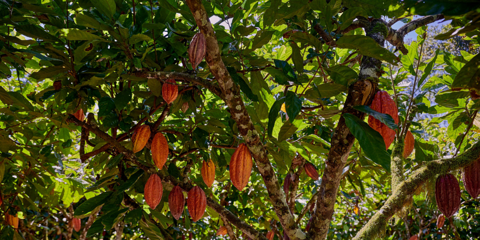 Tag 7: Die Wiege des Kakaobaums und das "Projekt Nativo" 