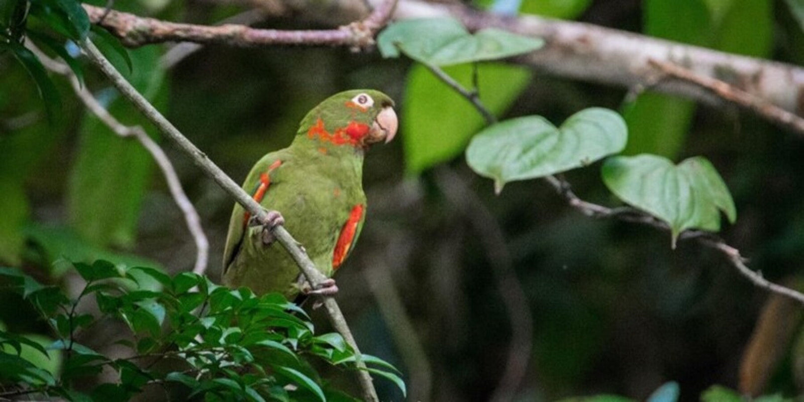 Bedrohung der Tierwelt